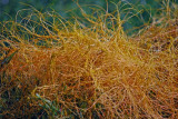 Dodder