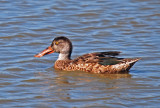 Northern Shoveler