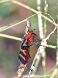 Scorpianfly