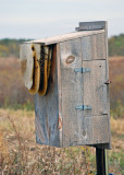 Bees in duck box.