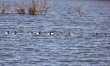 Diving Ducks