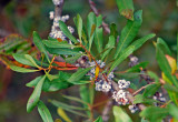 Wax Myrtle
