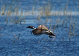 Northern Pintail