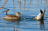 Gadwalls