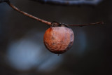 Persimmon