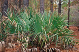 Dwarf Palmetto (Sabal minor)