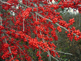 Deciduous Holly