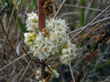 Tapertip Dodder (Cuscuta attenuata)