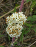 Tapertip Dodder (Cuscuta attenuata)