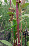  Dusky-faced Meadow Katydid (Orchelimum campestre)
