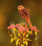 song sparrow -- bruant chanteur