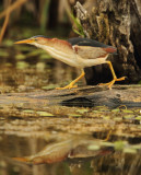 least bittern -- petit blongios