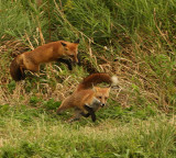 red foxs -- renard roux