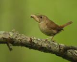 house wren -- troglodyte familier 