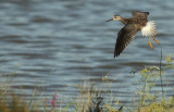 lesser yellowlegs -- petit chevalier 