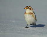 snow bunting -- bruant des neiges