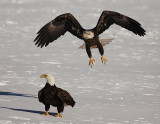 bald eagles -- pygargue a tete blanche