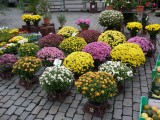 Market Flowers