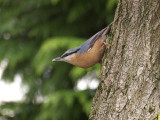 Eurasian Nuthatch (Kleiber)