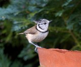 European Crested Tit