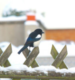 Magpie on the Fence