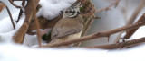 European Crested Tit