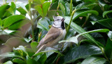 European Crested Tit 