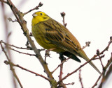 Yellowhammer (Goldammer )