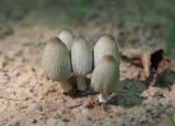 Sand Mushrooms