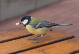 Great Tit