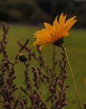 Yellow in the Fields