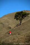 The lonely tree