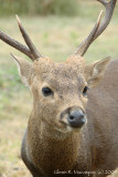 Deer profile