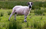 Trough of Bowland sheep