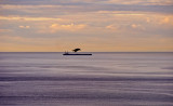 Bird racing the boat?