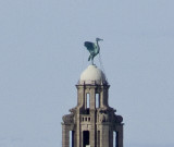 Liver Bird taken from ground level at the Cathedral.