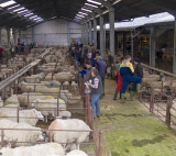 Sheep auction in Gisburn.