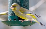 European Greenfinch (Carduelis chloris)