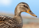 Mallard (Anas Platyrhynchos)