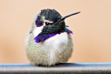 Costas Hummingbird male