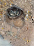 baby burrowing owl