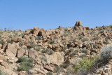 Joshua Tree National Park