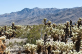 Joshua Tree National Park