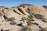 Joshua Tree National Park