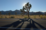 Joshua Tree National Park