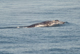 Pacific Gray Whale migration