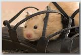 Jan. 2 - I have a hamster in my shoe!