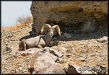 Bighorn Sheep