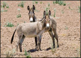 wild burros