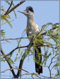 roadrunner up a tree..